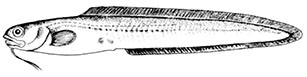 Parophidion vassali_claves.jpg